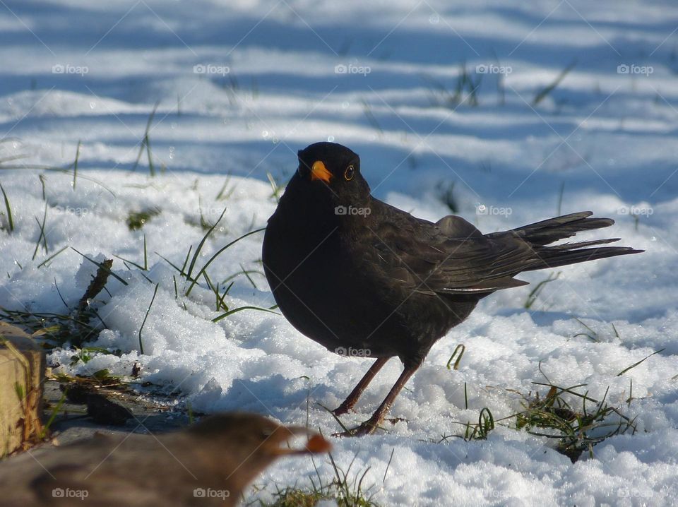 Male blackbird in winter
