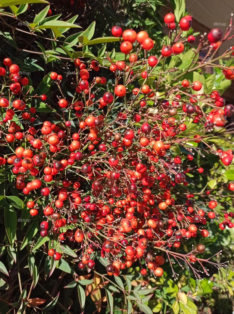 Nandina Domestica - beautiful red bush