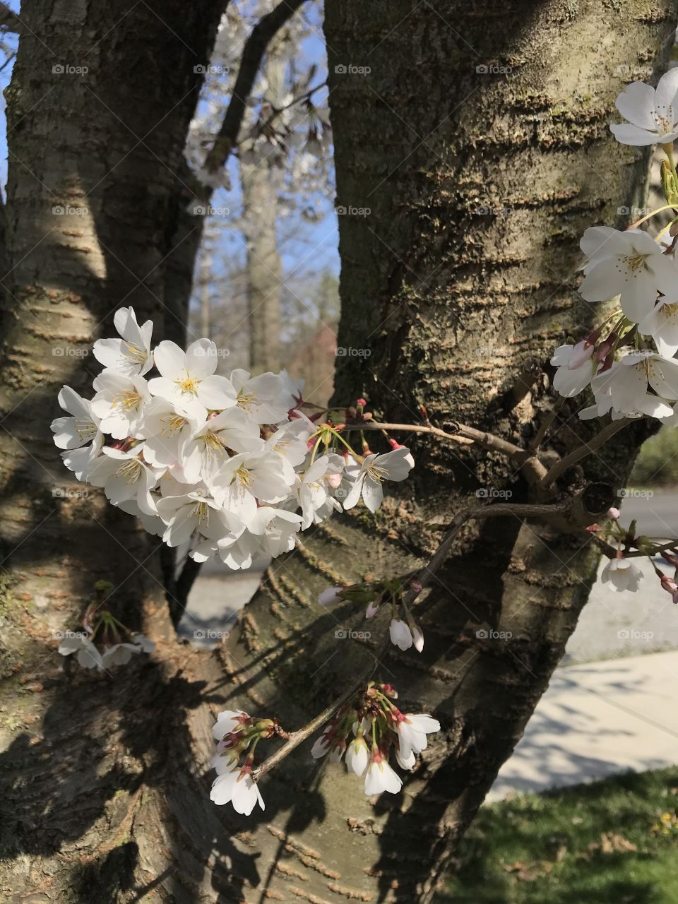 Ohio Crabtree’s in bloom during spring