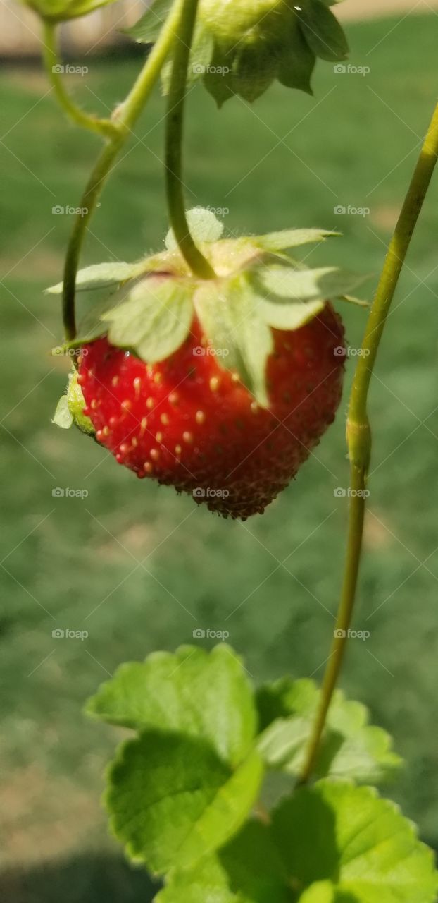 strawberry on the vine