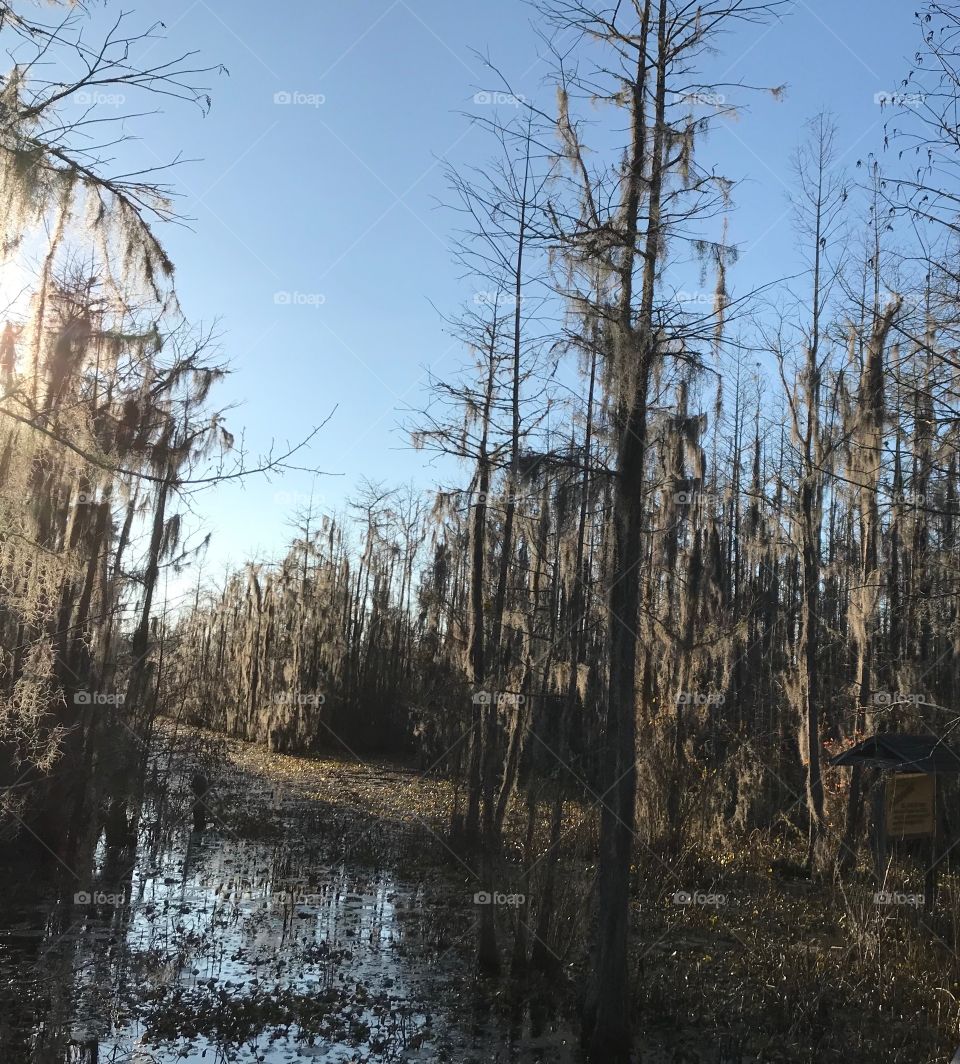 Cypress swamp