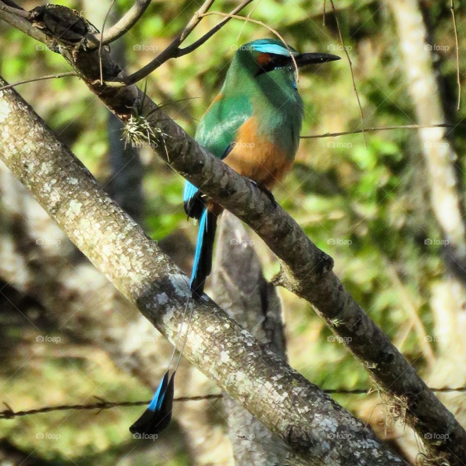 Turquoise-Browed Motmot.