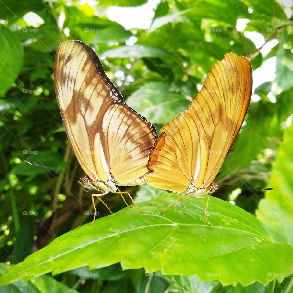 Butterfly in love on the leaf.