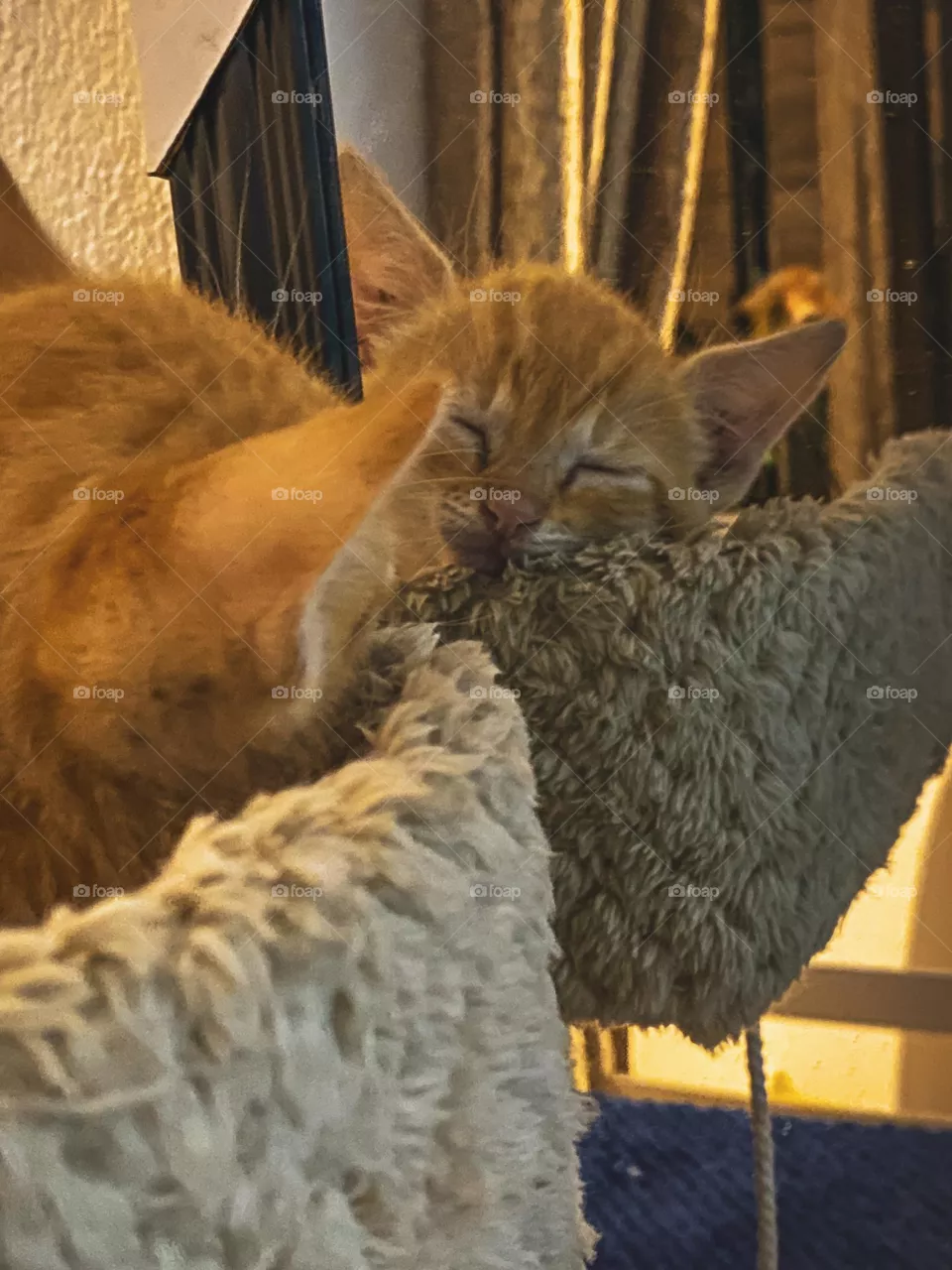 Baby cat