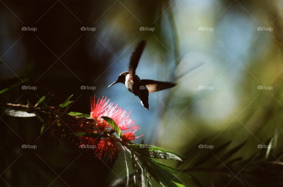 flower bird jamaica hummingbird by ibphotography