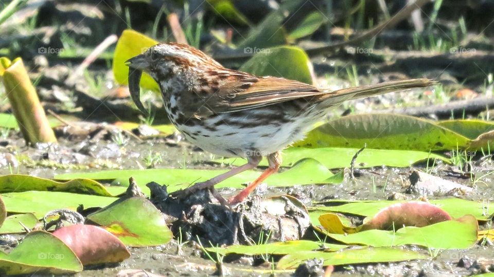 Wren finds food in the pond