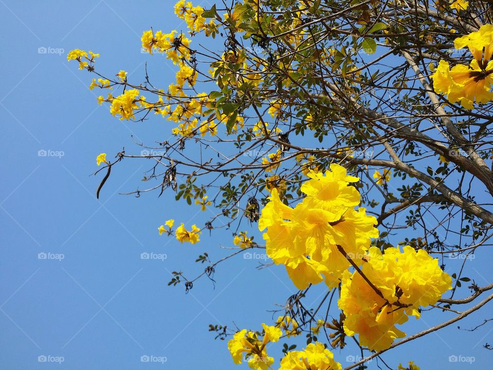 The yellow flowers blooming.