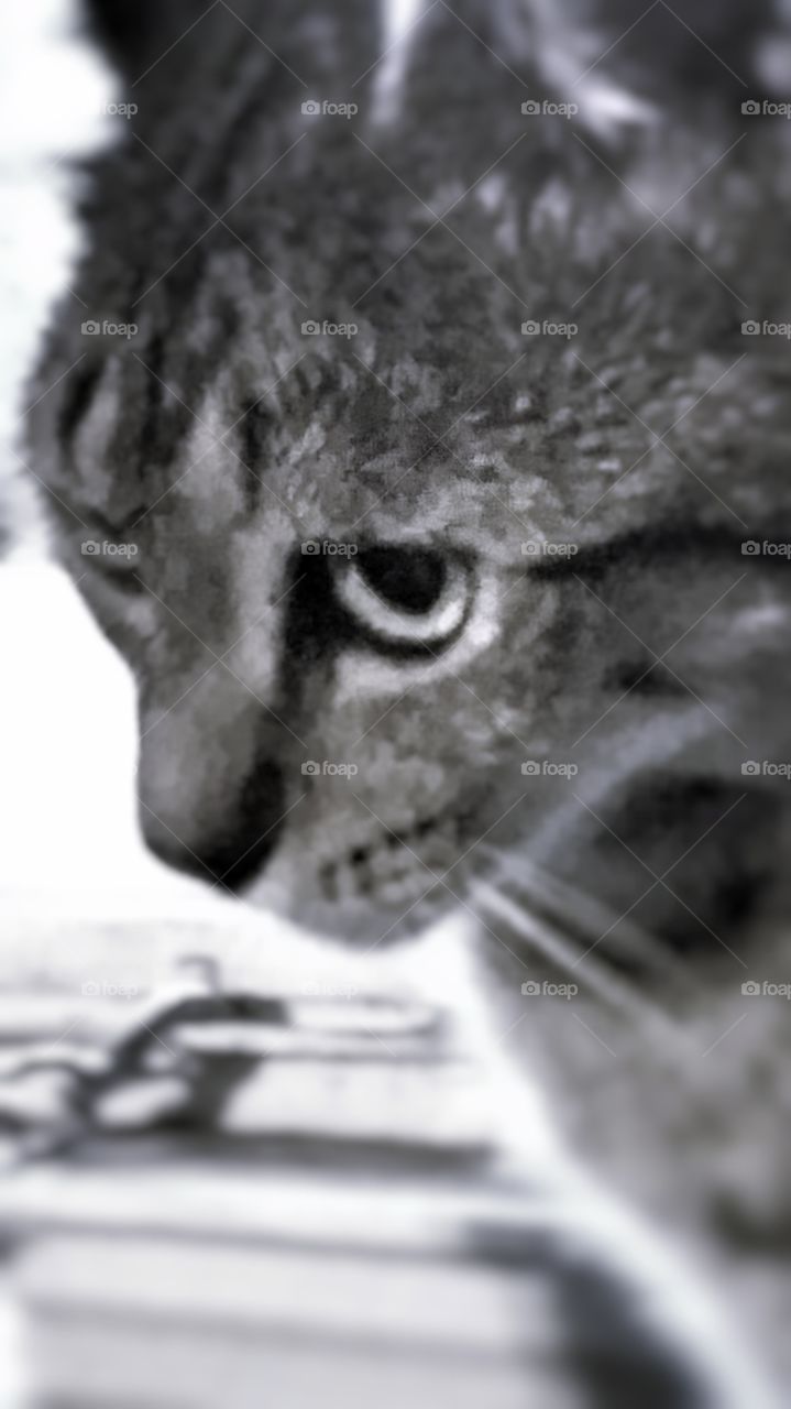 Carolina black and white