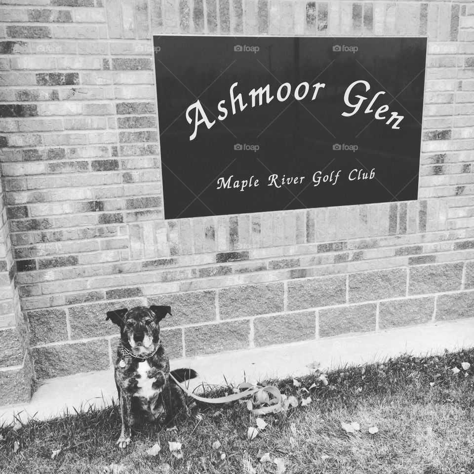 Black and white of a dog posing in front of a neighborhood development sign, ashmoor glen, maple river golf course