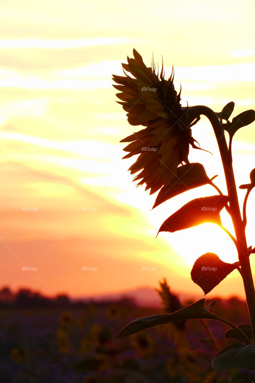 Sunrises and sunsets of our world