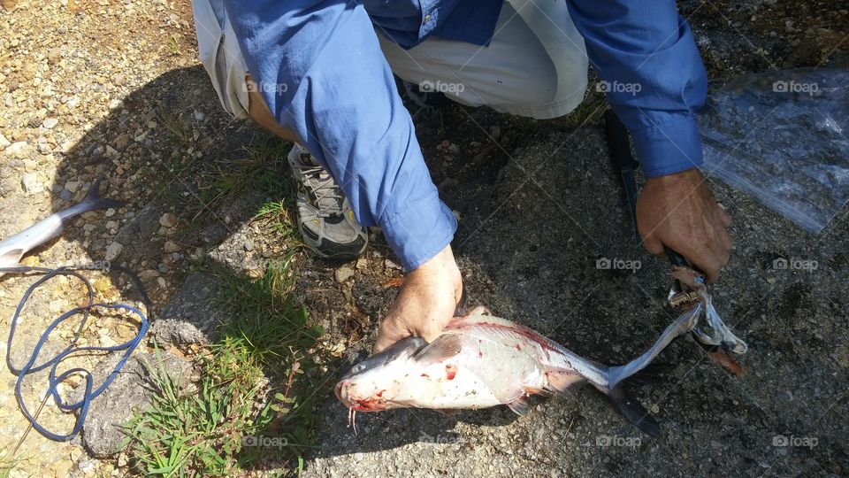 Skinning a catfish Tennessee style