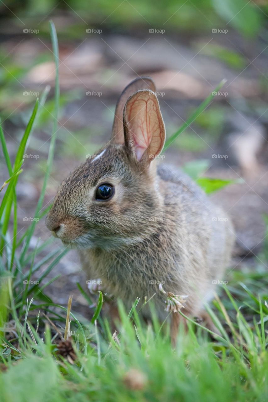 Bunny in a grass