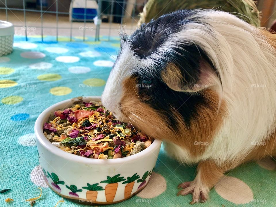 Jo-Jo my guinea pig eating  