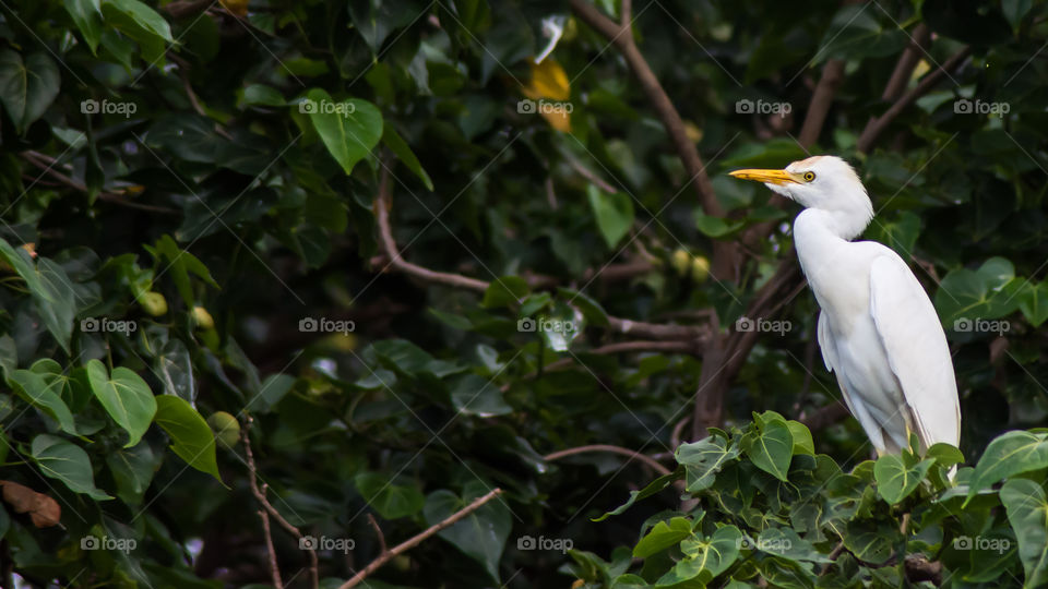 cattle egret