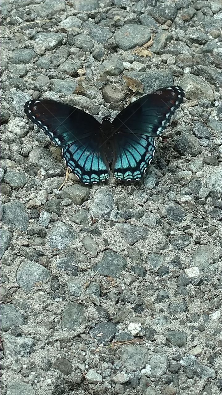 blue butterfly