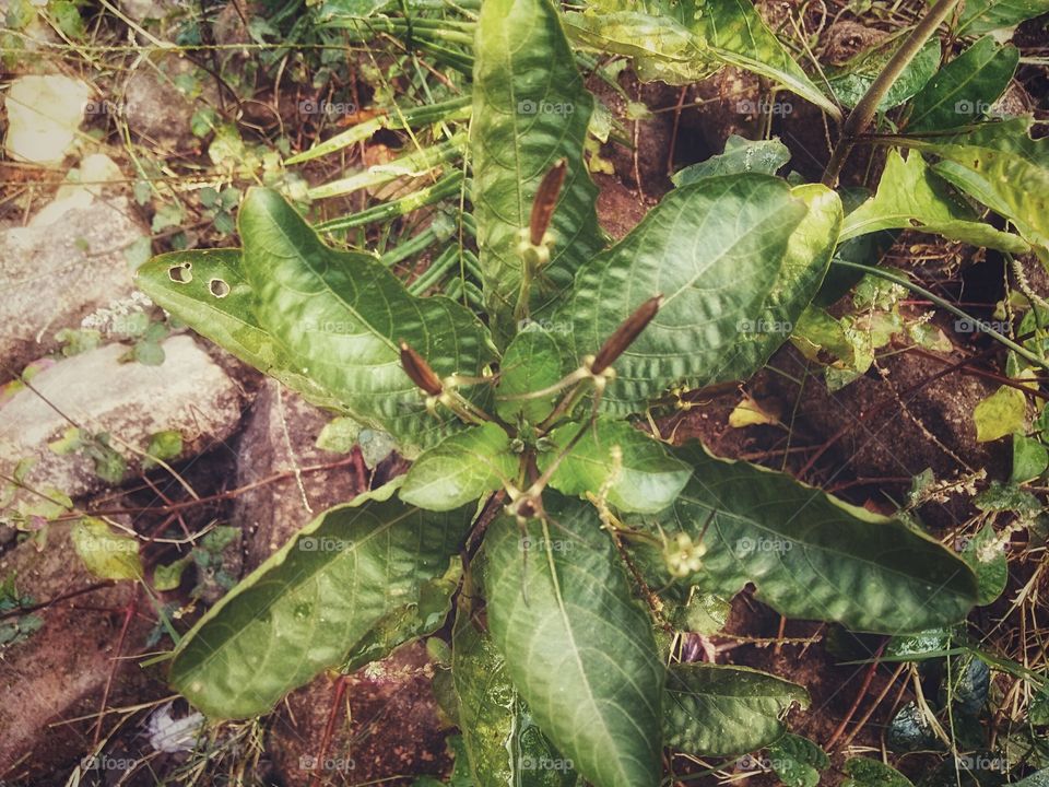 Flower seeds of Ruelilia turosa
