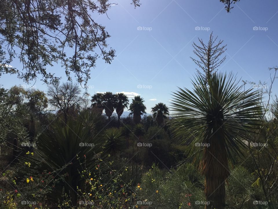 Most of the flora in Tucson, Arizona is evergreen. Climate is dry and hot, and it feels like summer even during winter months.