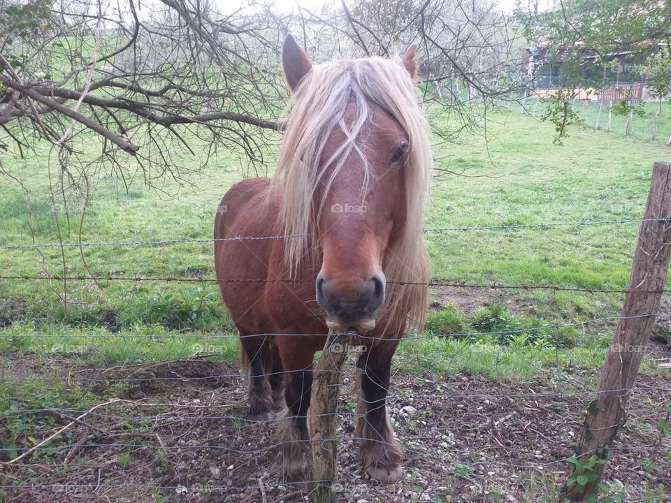 Cuando la nobleza viene hacia ti