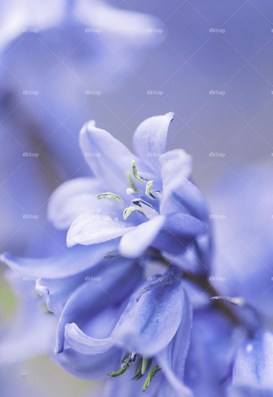 a macro portrait of a blue bell hyacinth flower standing in a garden during springtime inbetween others of its kind.