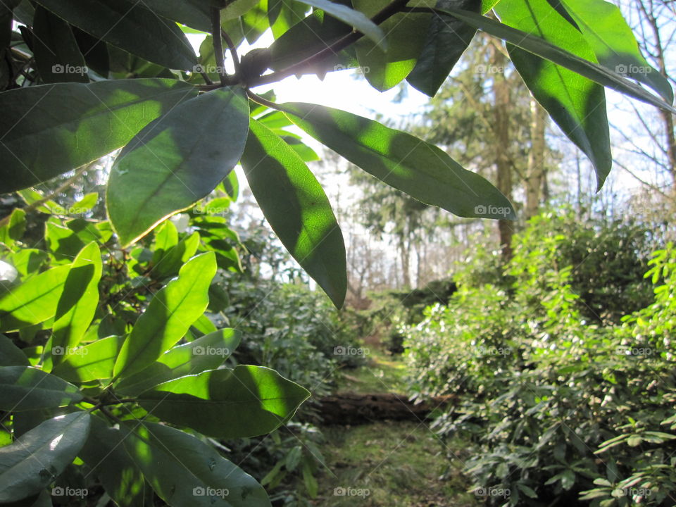 Beneath The Undergrowth