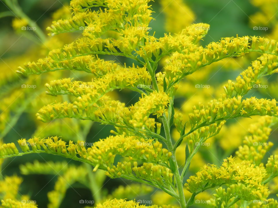 Goldenrod