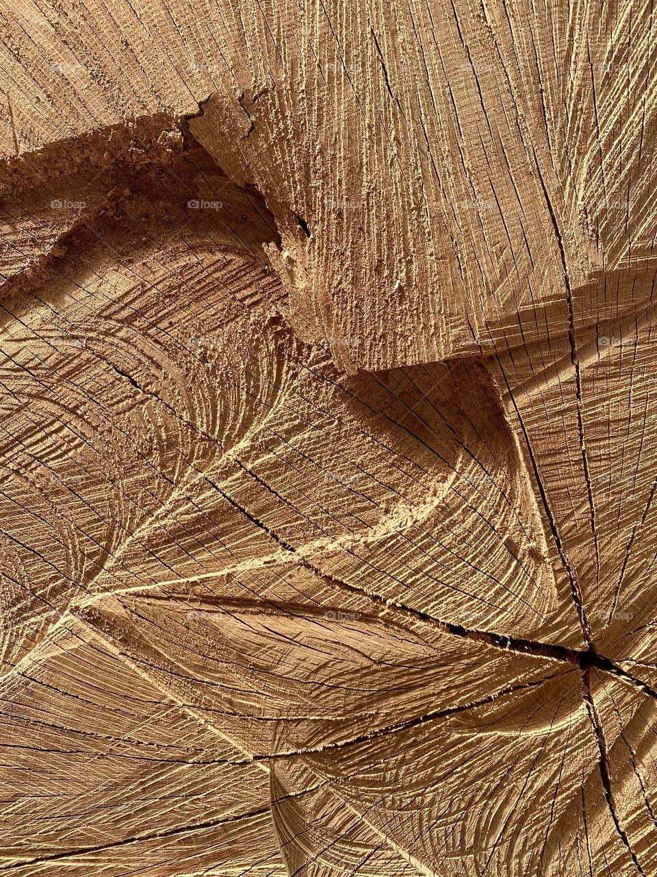 trunk with traces of the chainsaw