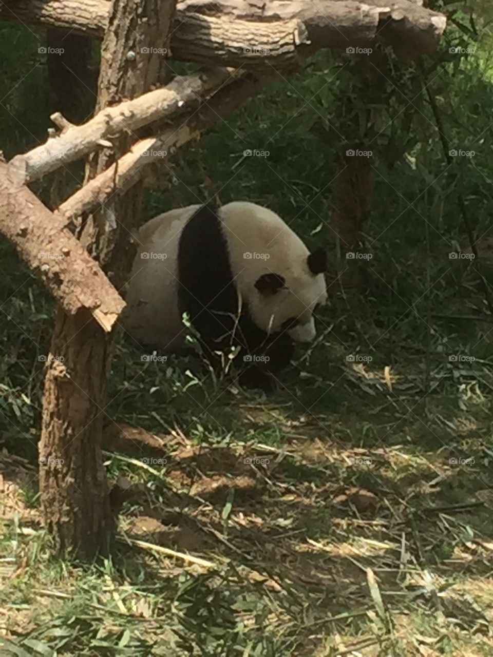 Nanjing zoo , panda 