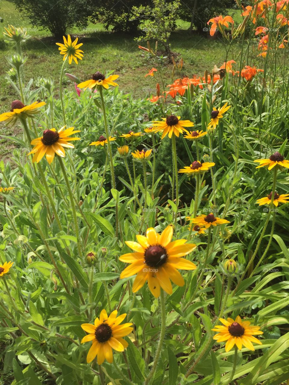 Black eyed Susan flowers, lilies in a garden.