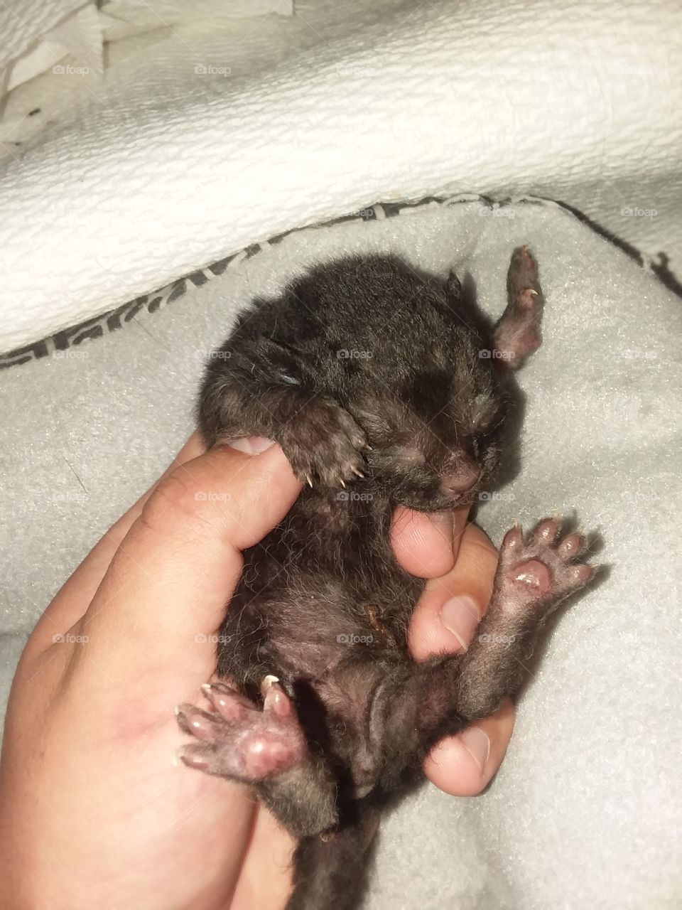 Baby Kitten just born