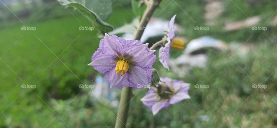Brinjal Plants