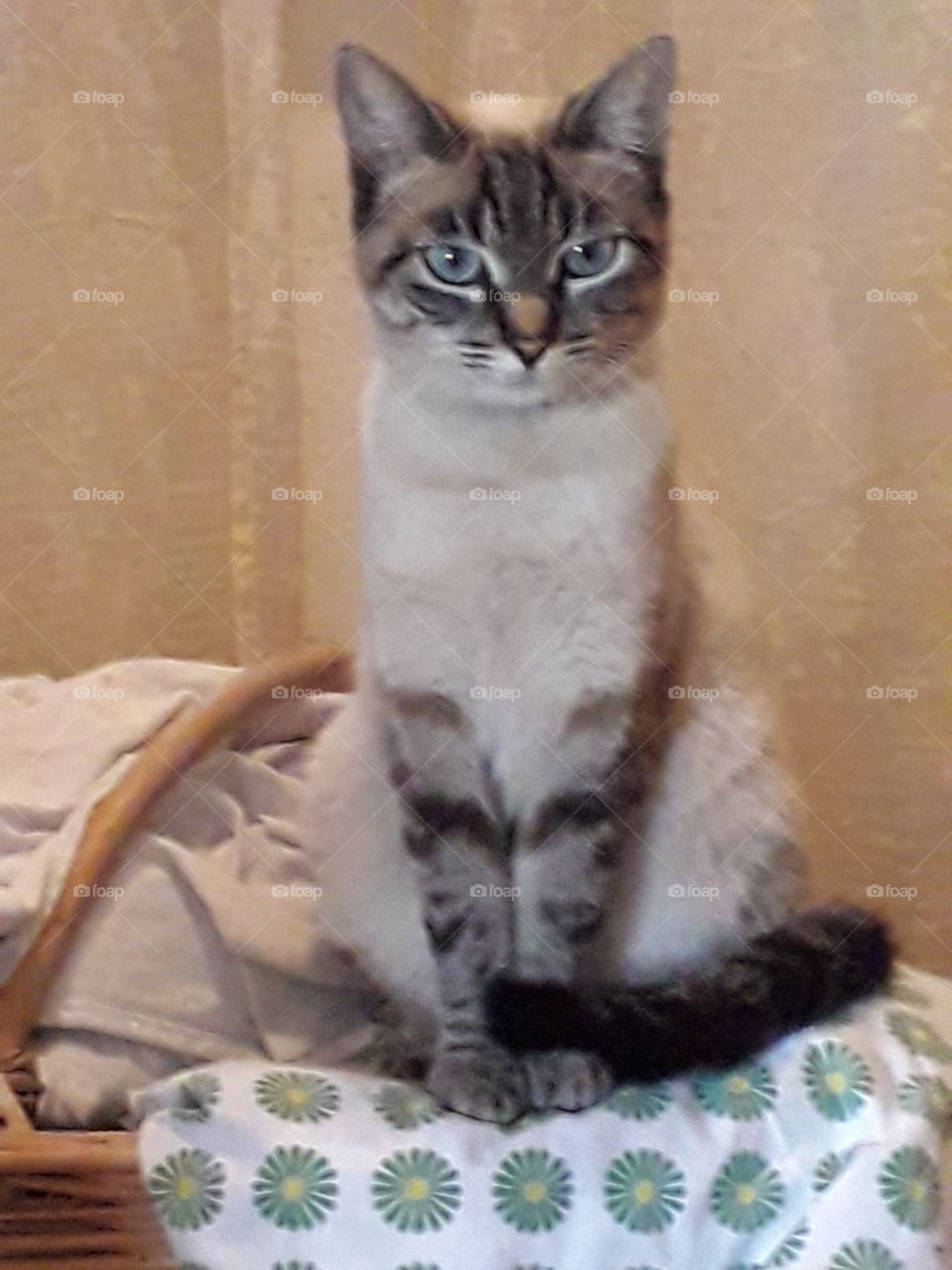 my cat Viola standing in the basket