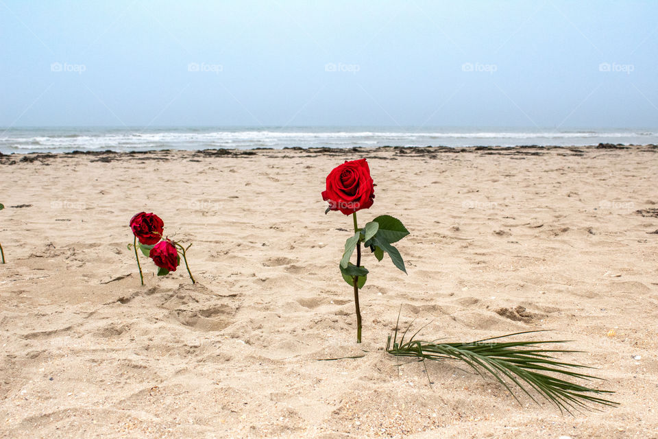 Roses in memory to the Heroes on Utah beach, Normandy, France, D-DAY 75 years