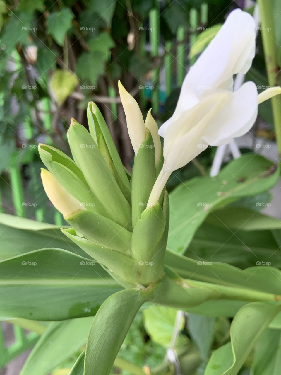 Flowers around everywhere, Countryside (Thailand)