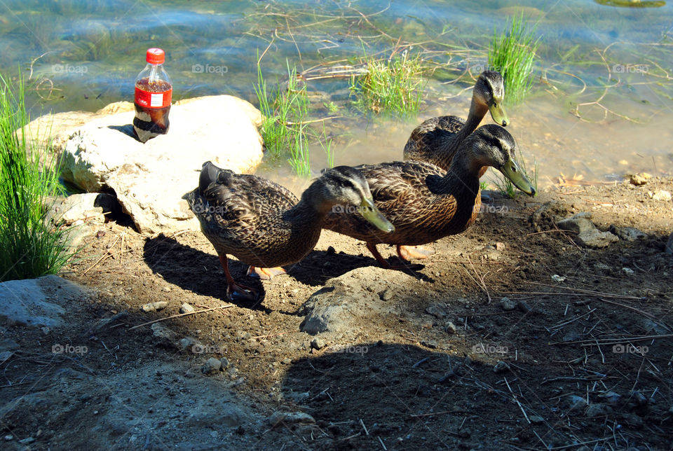 three ducks and a coca cola bottle