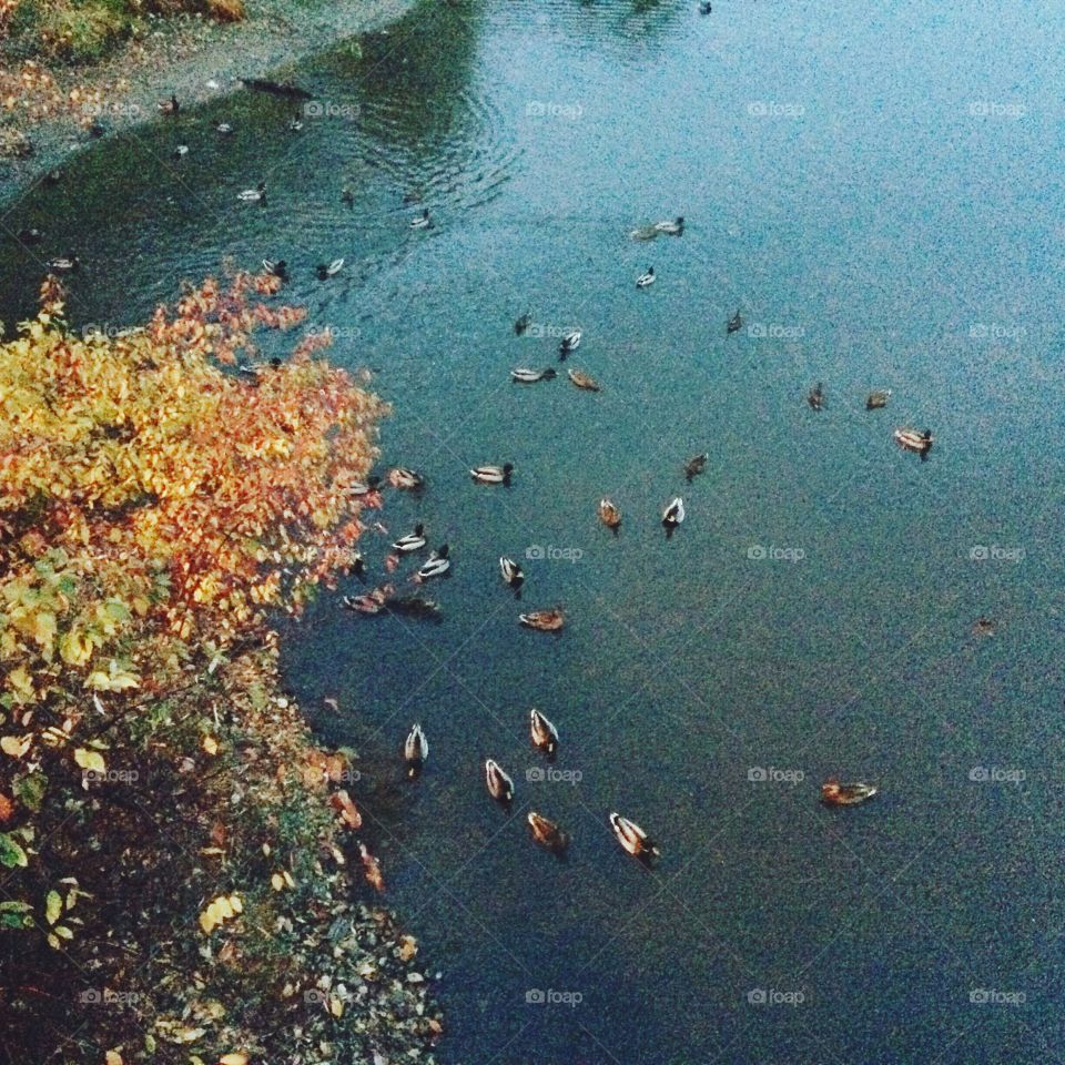 Pond ducks! 