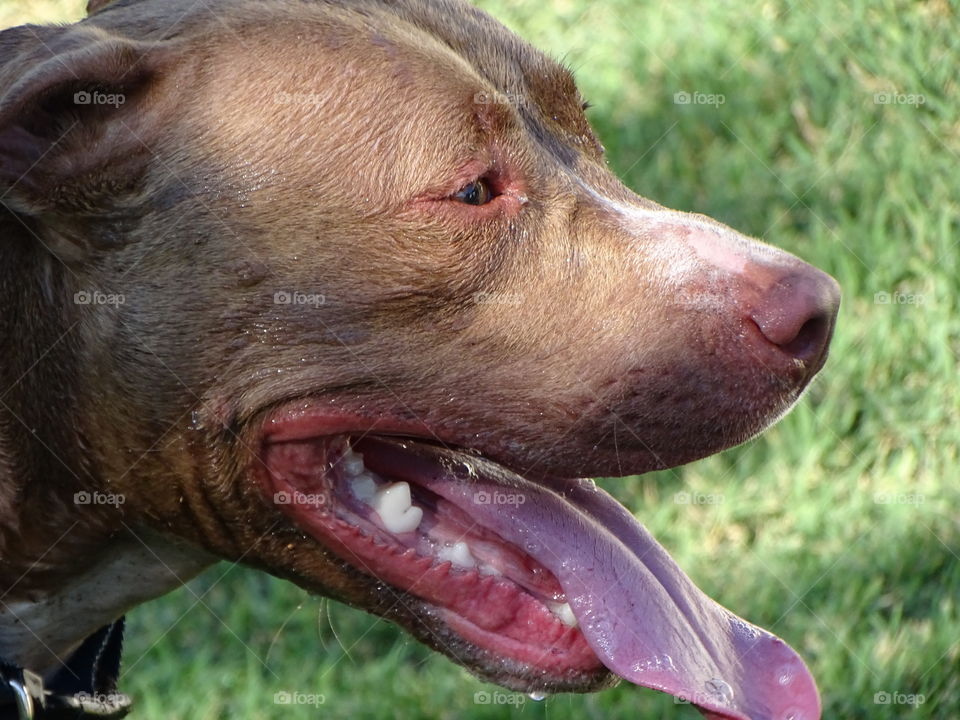 Side view of a pitbull