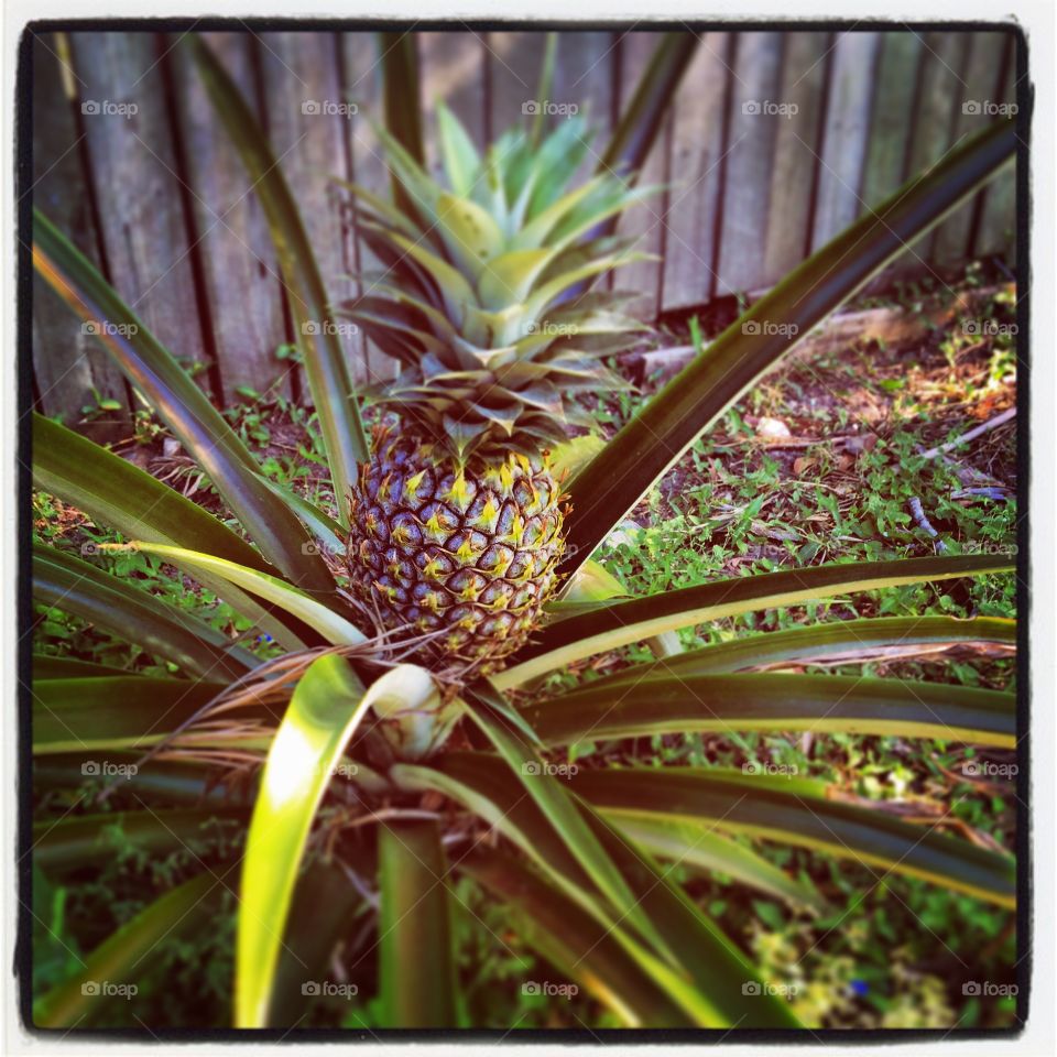 How does your garden grow . A beautiful blooming pineapple in a friends back yard - what beauty 