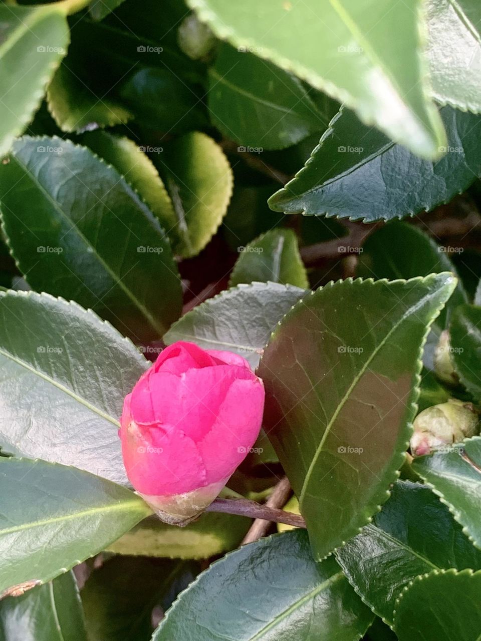 Camellia bud