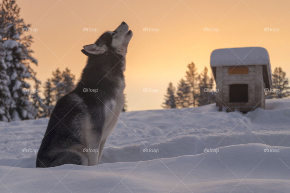 husky howling in the snow on a🐺🎵❄️