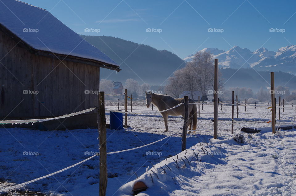 Horse standing on snowy land