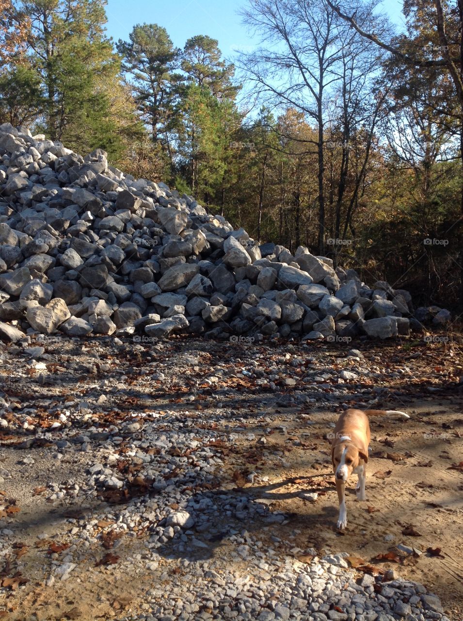 Scenic View with Dog 