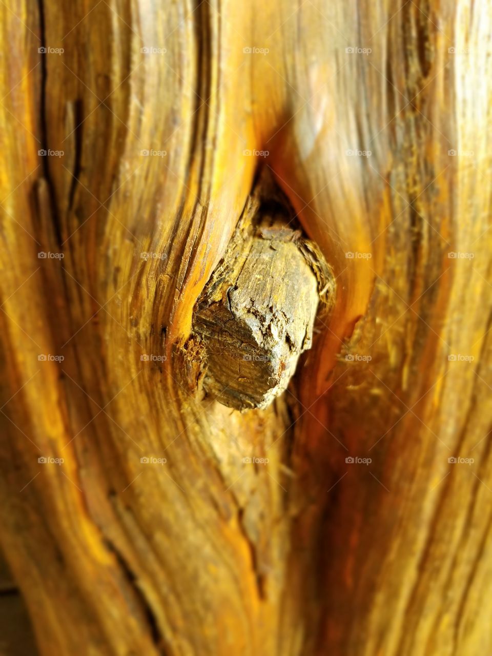 Cedar Stump