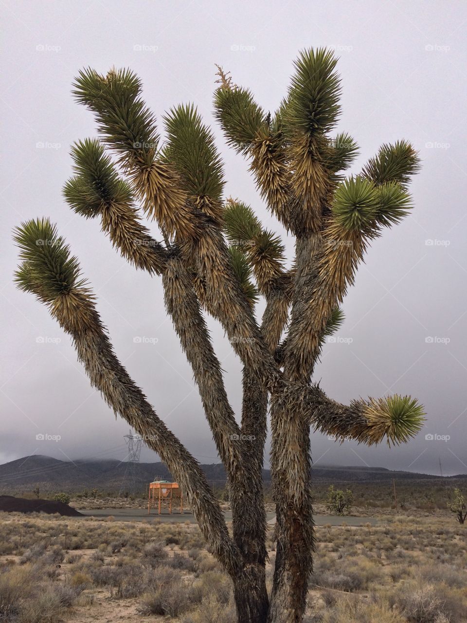 Yucca cactus 