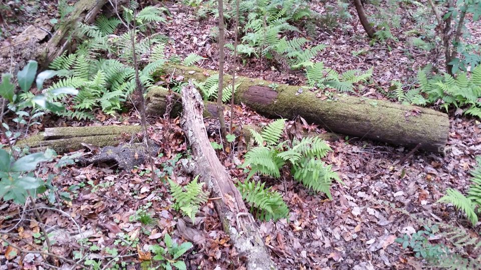 Fallen Tree in Forest