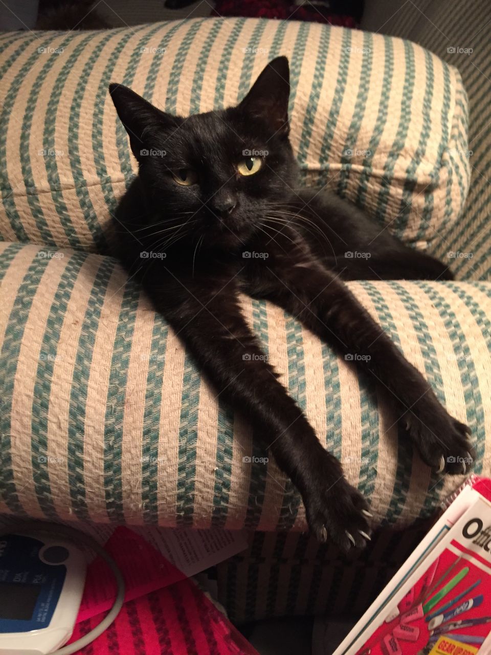 Black Cat on couch