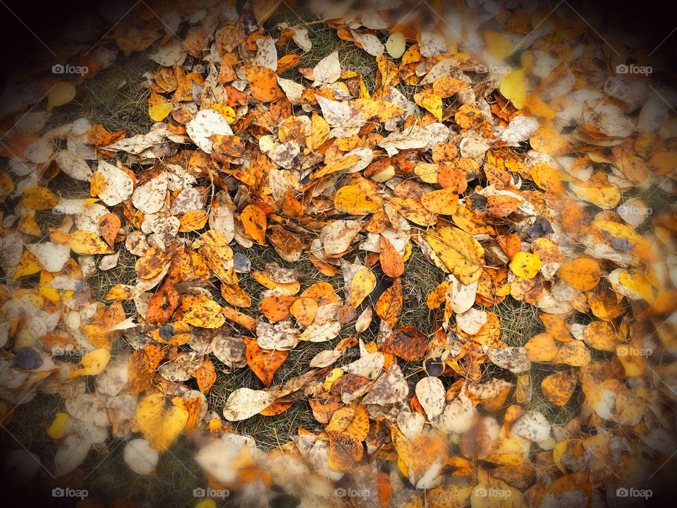 Leaves on the ground