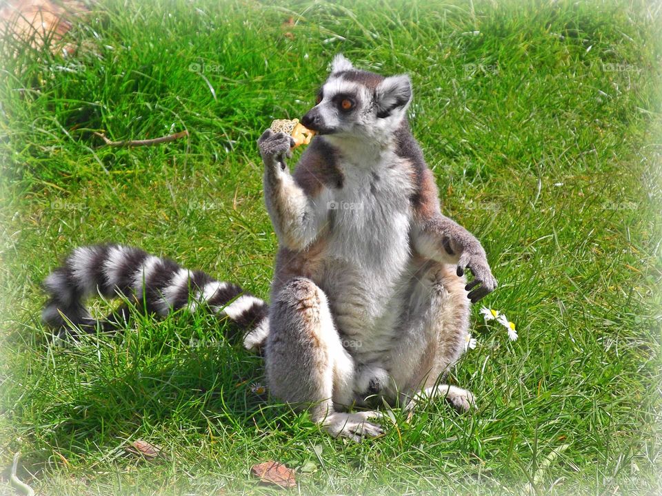 Tommy Girl. Lemu enjoying his biscuit
