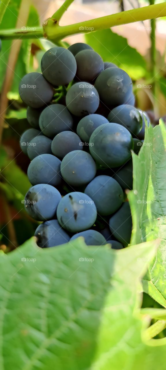 Grapes