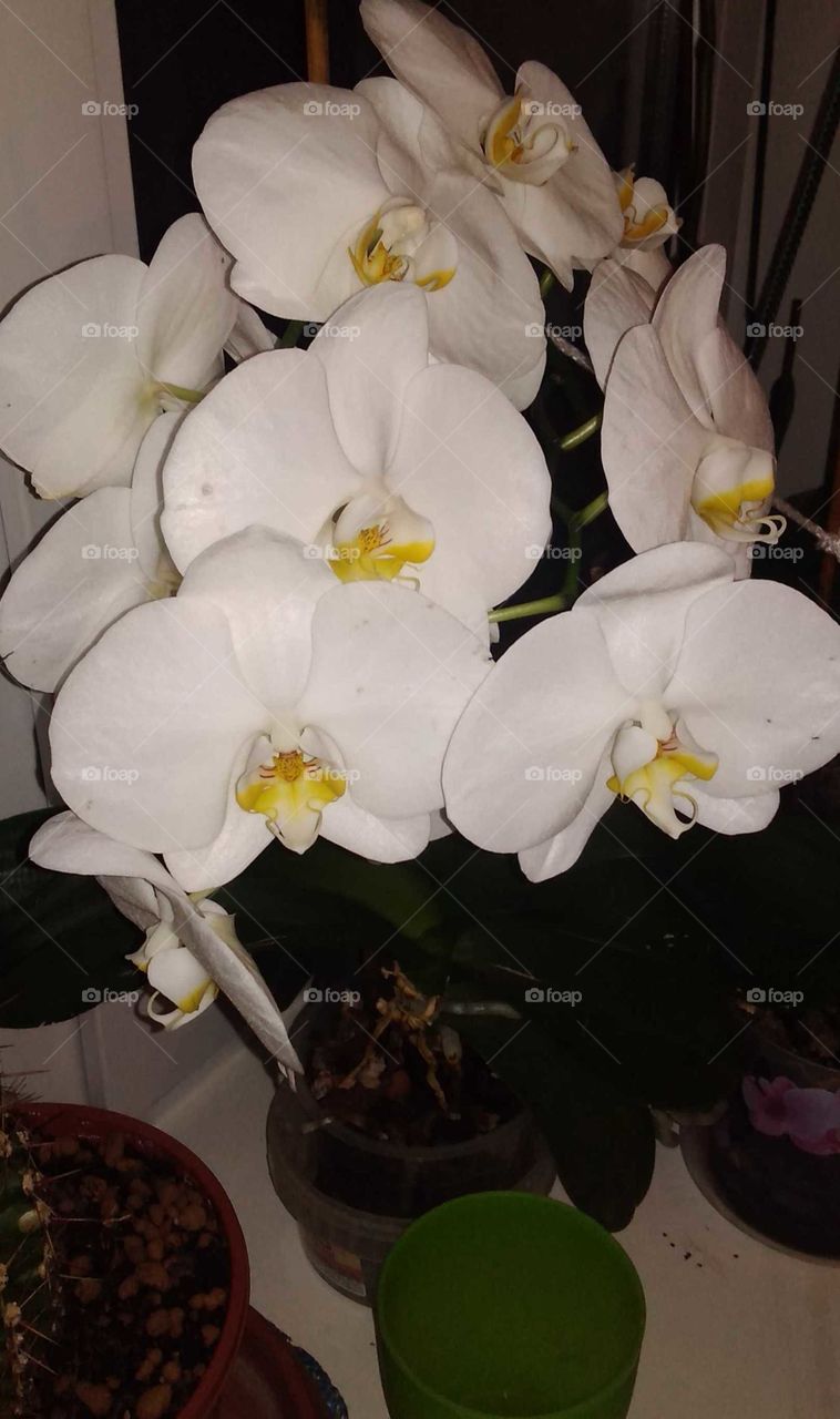 мои любимые орхидеи