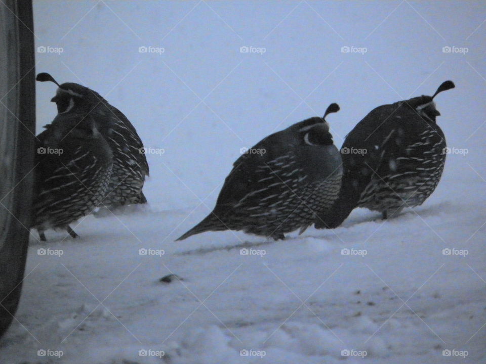 quail in winter